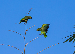 Orange-wing Orange-wing Amazon Parrot, Chaguaramas, Trinidad